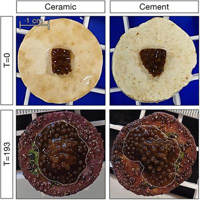 Differential Effects of Substrate Type and Genet on Growth of Microfragments of Acropora palmata